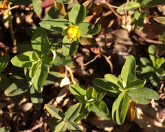 Hypericum canariense