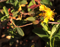 Hypericum canariense
