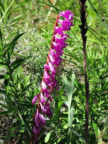 Watsonia pulchra image