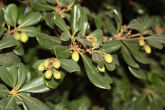 Pittosporum crassifolium