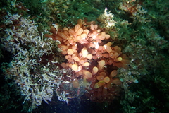 Botryocladia pseudodichotoma