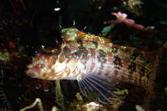 Alloclinus holderi