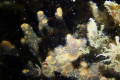 Antropora tincta
