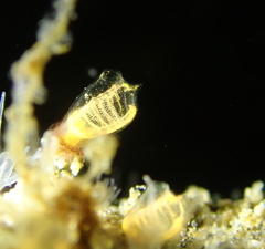 Pycnoclavella stanleyi