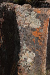 Arctoparmelia centrifuga