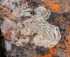 Arctoparmelia centrifuga