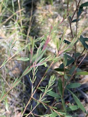 Darwinia biflora