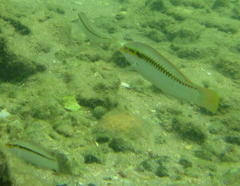 Halichoeres scapularis