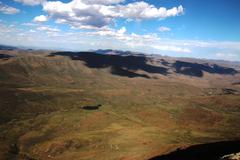 Populus × canescens