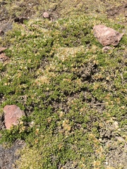 Baccharis caespitosa