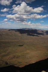 Populus × canescens