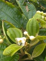 Miconia subhirsuta