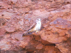 Falco cenchroides cenchroides