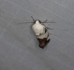 Acontiinae