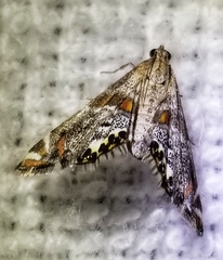 Petrophila jaliscalis