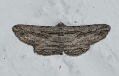 Iridopsis obliquaria