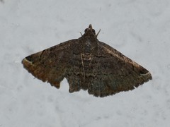 Toxonprucha pardalis