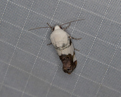 Acontiinae