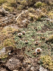 Erigeron rosulatus