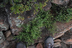 Lithospermum diversifolium