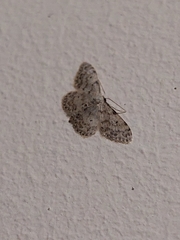 Idaea camparia