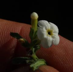 Lithospermum diversifolium