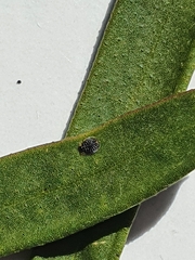 Chitonaleyrodes canberrensis