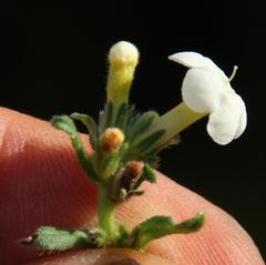 Lithospermum diversifolium