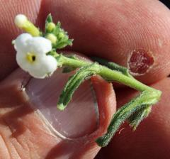 Lithospermum diversifolium