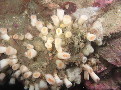 Cladopsammia eguchii