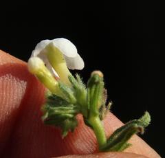 Lithospermum diversifolium