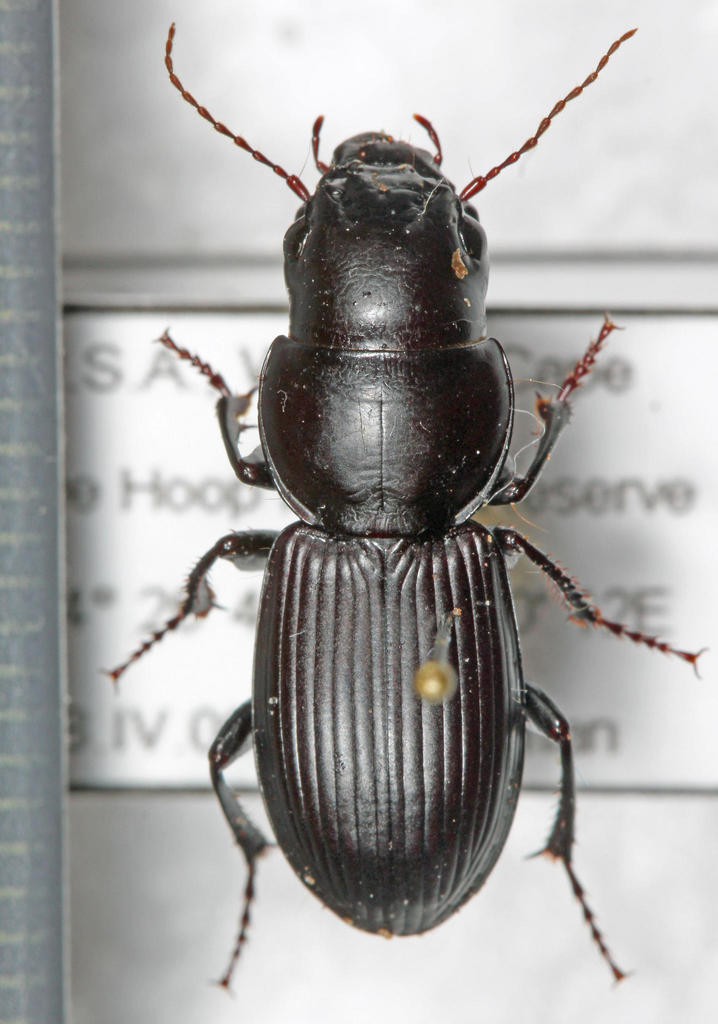 Cophosomorpha