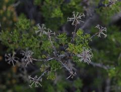 Polemannia grossulariifolia