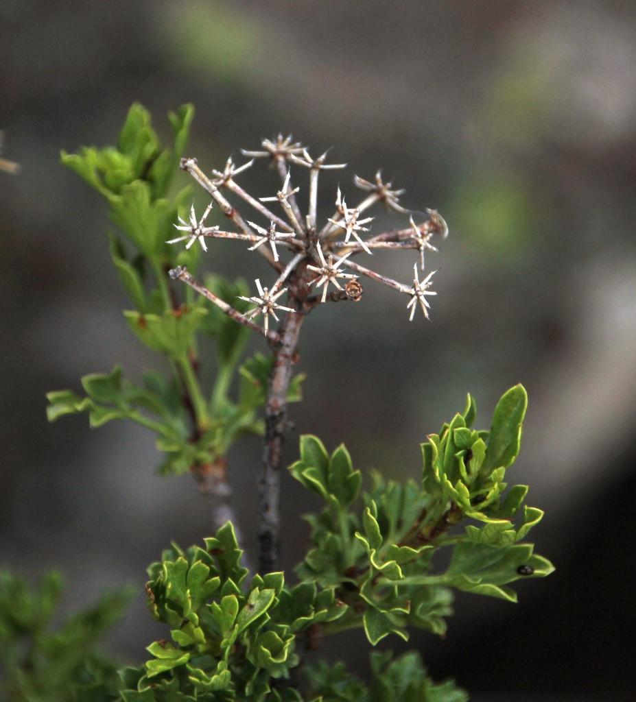 Southern False Parsleytree