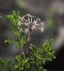 Polemannia grossulariifolia