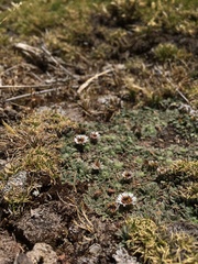 Erigeron rosulatus
