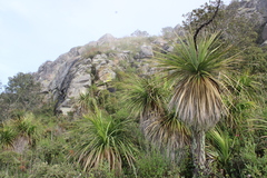 Nolina parviflora