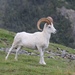 Πρόβατο Του Νταλ - Photo (c) Floyd E. Hayes, μερικά δικαιώματα διατηρούνται (CC BY-NC), uploaded by Floyd E. Hayes