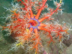Pseudocolochirus violaceus
