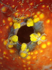 Pseudocolochirus violaceus