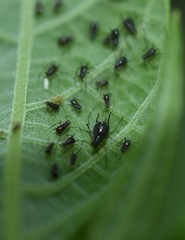 Uroleucon verbesinae