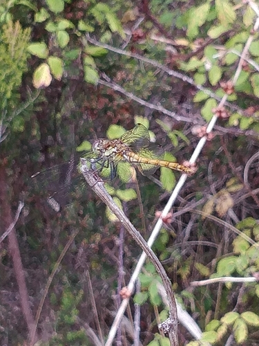 Island Darter photo 3