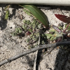 Microcodon glomeratus