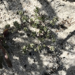 Microcodon glomeratus