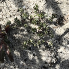 Microcodon glomeratus