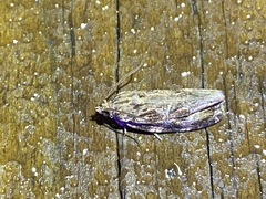 Phaecasiophora confixana