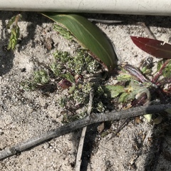 Microcodon glomeratus