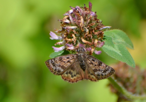 Mottled Duskywing photo 3