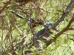 Dendroaspis polylepis