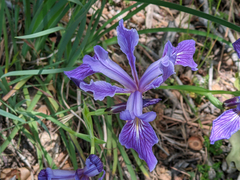 Iris hartwegii australis